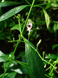 Andrographis(Andrographis paniculata (burm.f.))