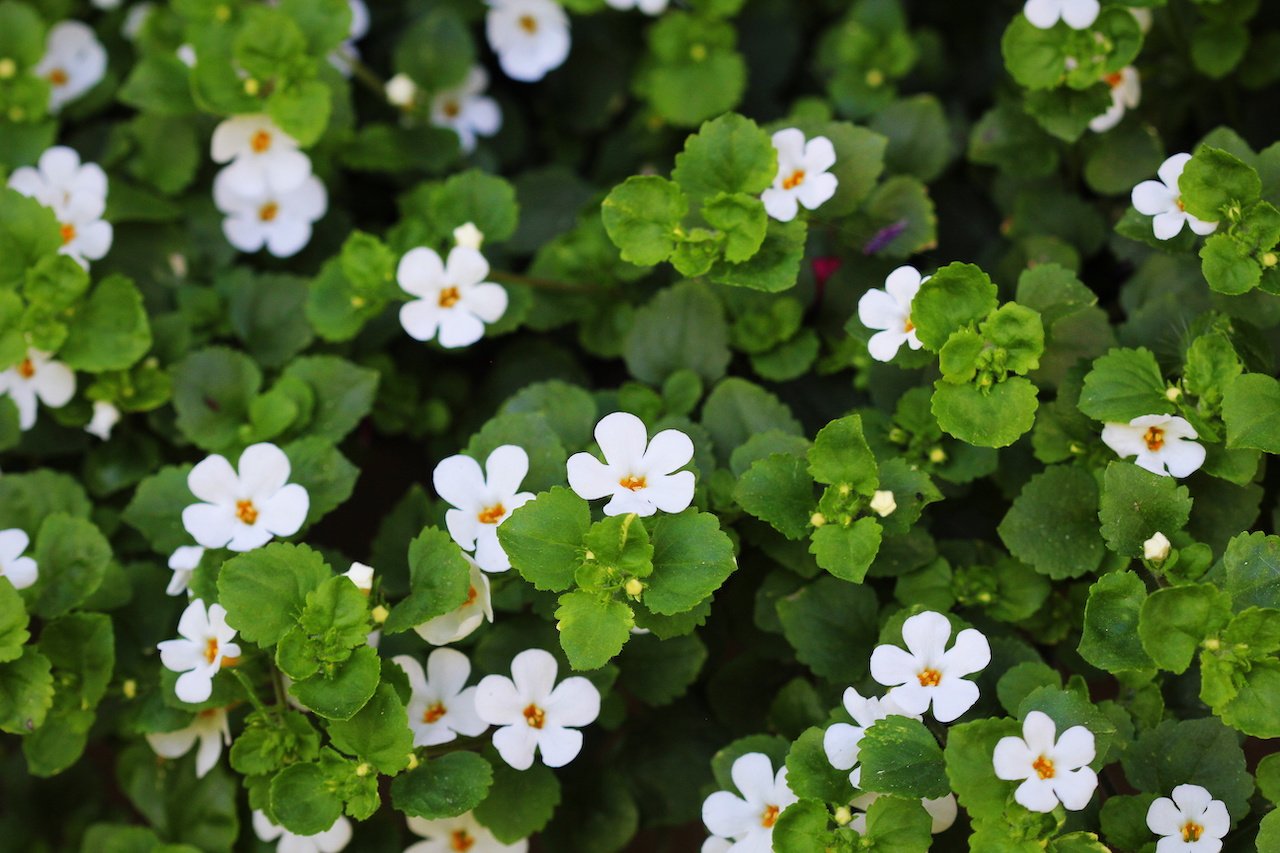 Bacopa(Bocopa monnieri (L) Pannell)