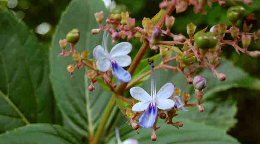 Bharangi(Rotheca serrata (L.) Steane & Mabb.)