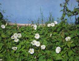 Bindweeds(Ipomoea pes-tigridis L.)