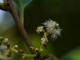 Chunga(Symplocos cochinchinensis (Lour.)Moore ssp. Laurina Nooteb)