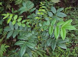 Maharukh(Ailanthus triphysa (Dennst.) Alston )