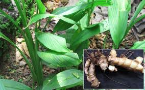 Zedoary(Curcuma zedoaria (Christm.) Rosc.)